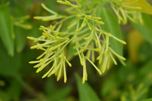 Night-blooming jasmine (Rat Ki Rani)