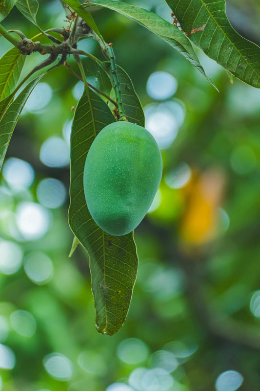 Amrapali Mango (ਅਮਰਪਾਲੀ ਅੰਬ)