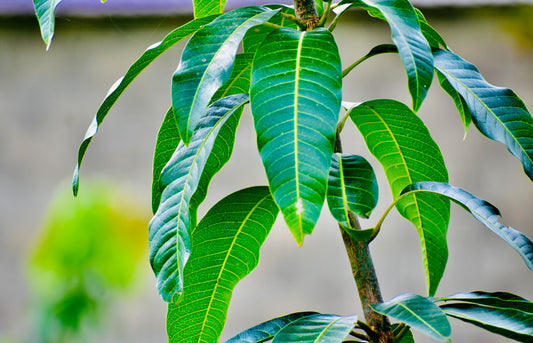 Mango Tree