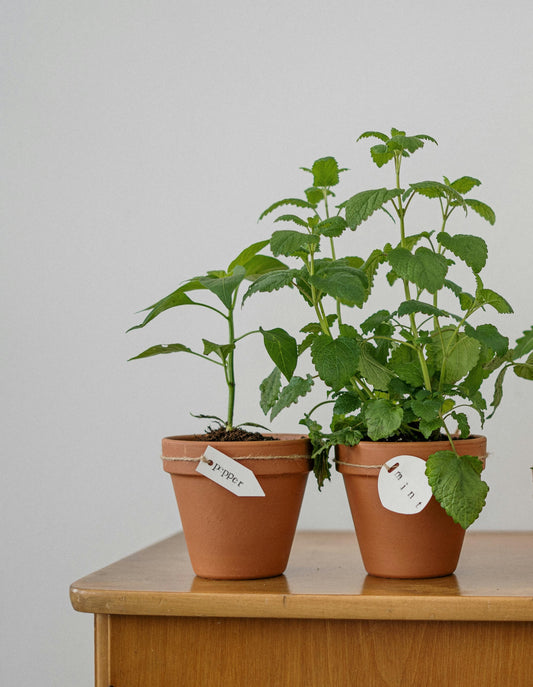Tulsi