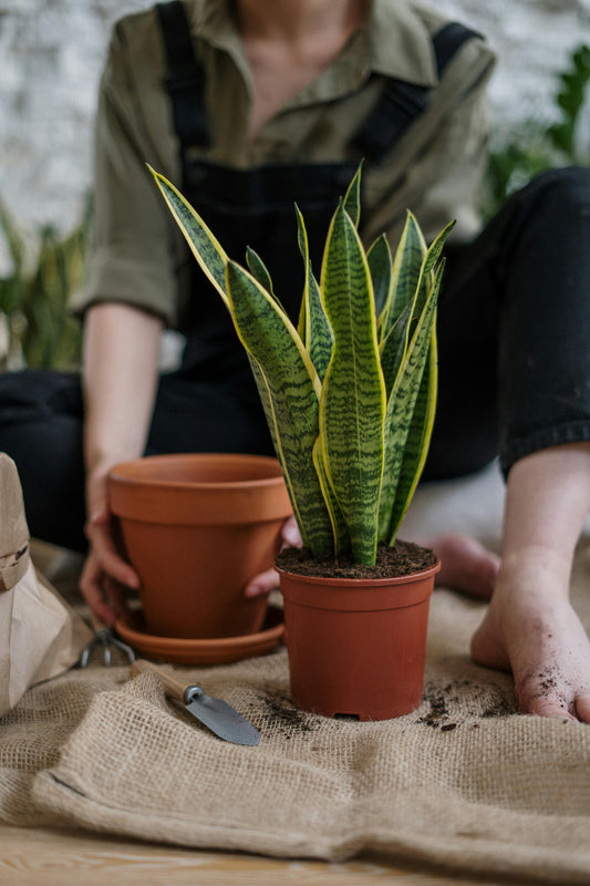Golden Snake Plant