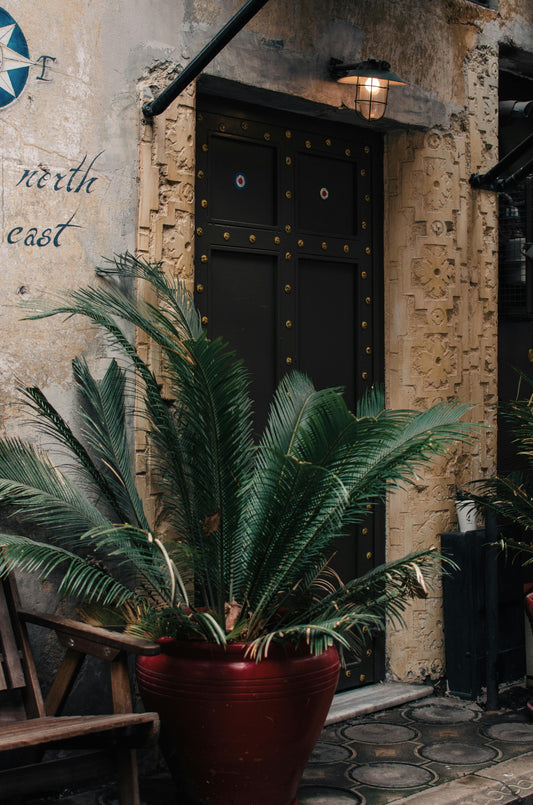 Cycas Palm (Sago Palm)