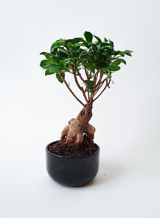 Moclame Ficus