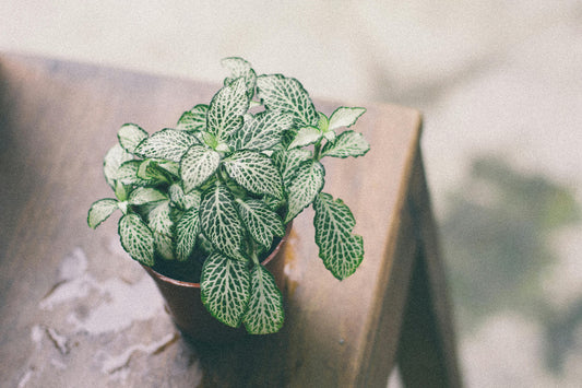 Silver fittonia