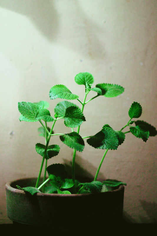 Ajwain ( Carom)
