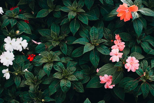 Impatiens