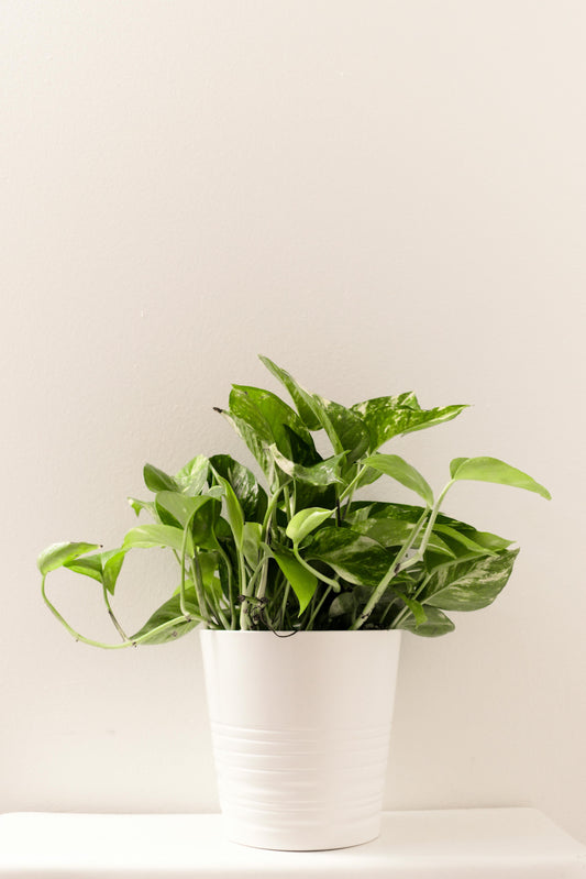 Money Plant