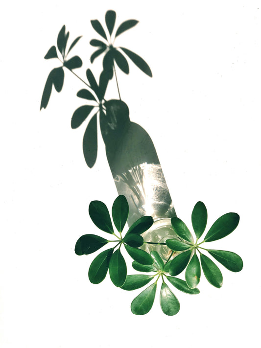 Saplera