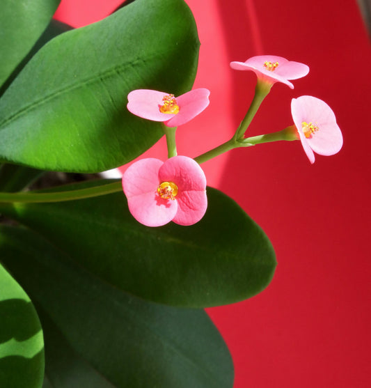 Cactus Flower (Pink)