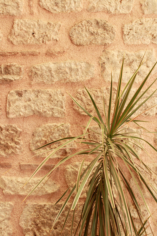 Fuwara Palm