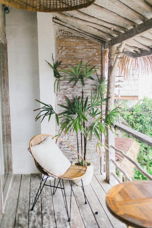 Rabish Palm