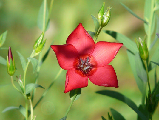 Ganti Flower