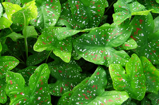 syngonium