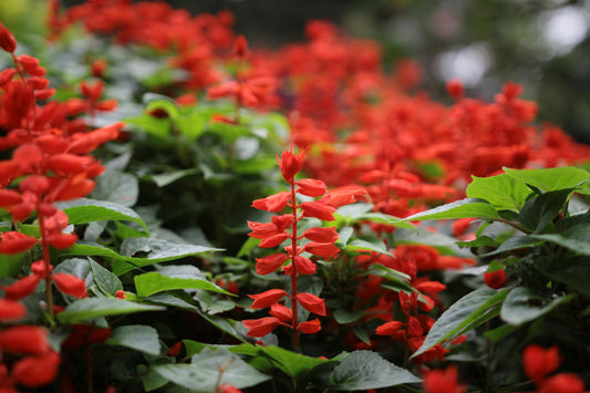 Salvia