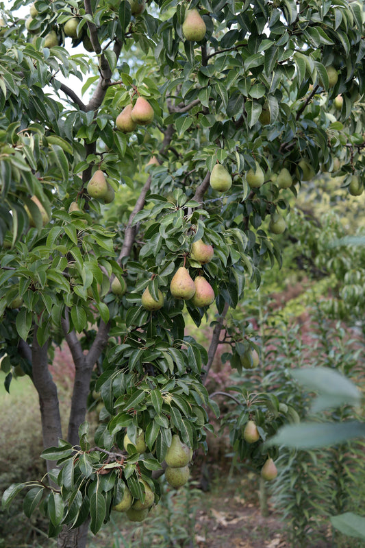 Nashpati (Pear)