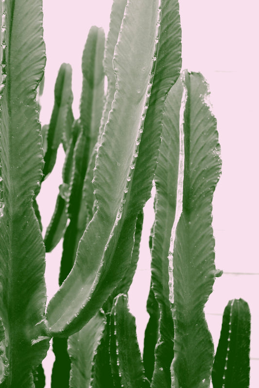 Cactus Flower