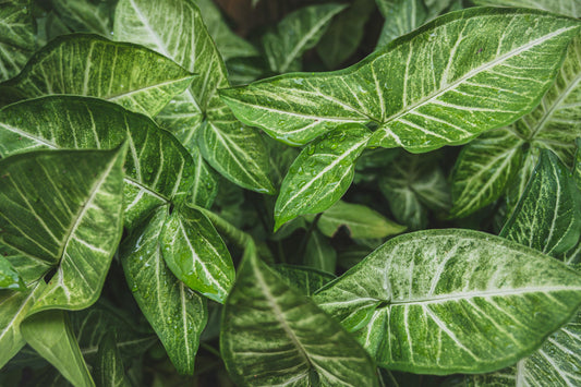 Syngonium