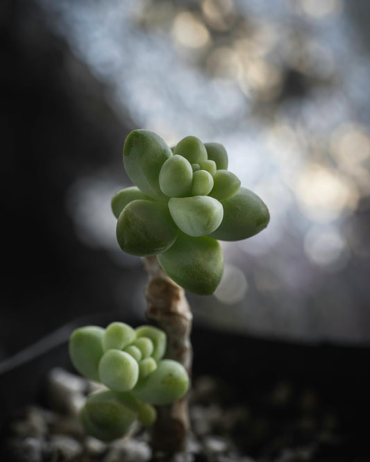 Crassula