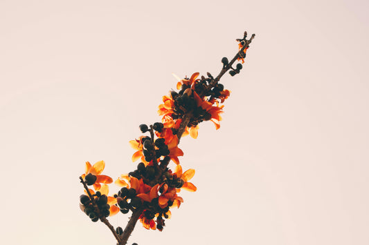 Tesu Flower  Tree