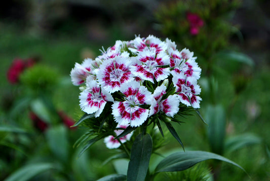 Dianthus