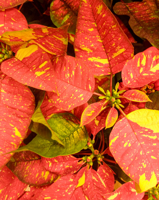 Poinsettia