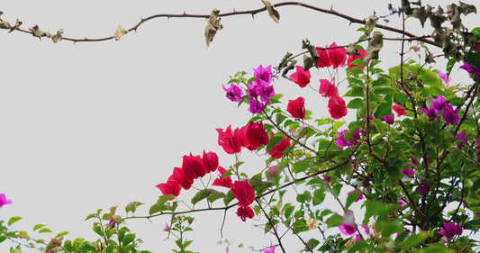 Bougainvillea Variegated (Pink & White)