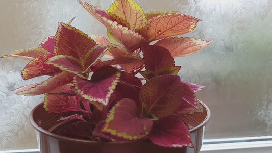 Coleus Red