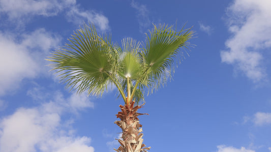 Washingtonia Palm