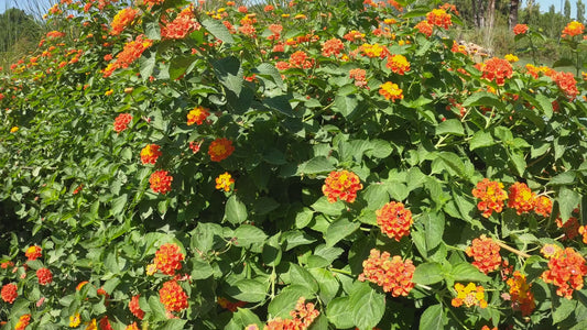 Lantana Red Hybrrid