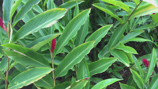Hari Elaichi Hybrid