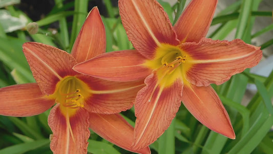 Lilium Orange