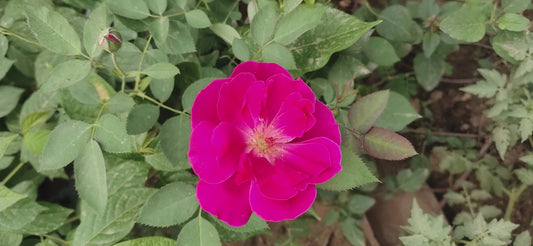 Desi Gulab