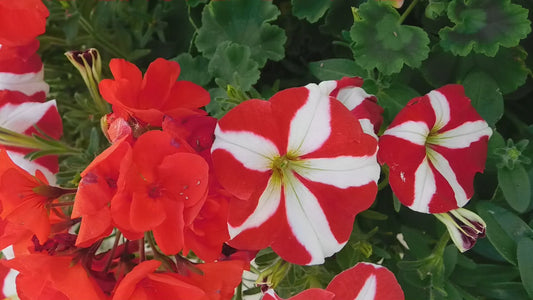 Pitonia Star