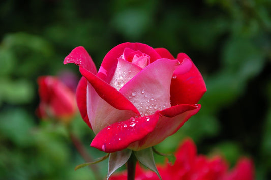Rose (Double Shade, Pink White)