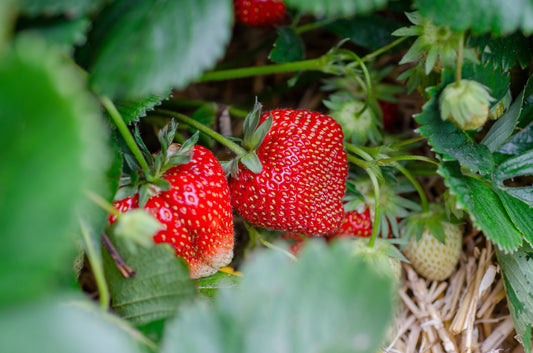 Strawberry